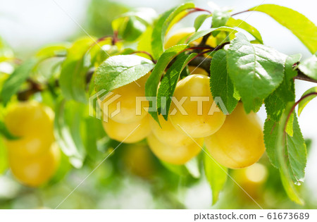 branch of ripe yellow plums branch of ripe yellow plums 61673689