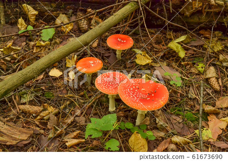 Amanita Muscaria, poisonous mushroom. Photo has 61673690