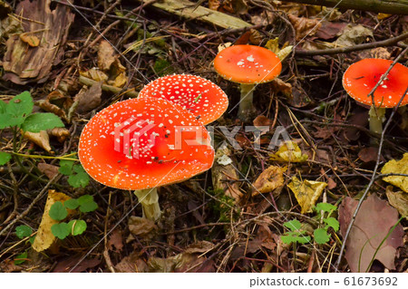 Amanita Muscaria, poisonous mushroom. Photo has Amanita Muscaria, poisonous mushroom. Photo has 61673692