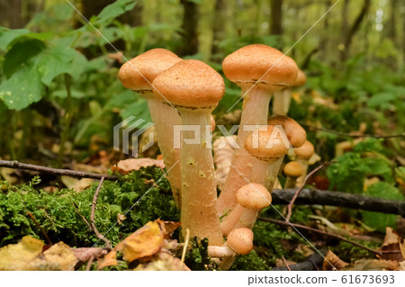 Mushrooms in the autumn forest after the rain Mushrooms in the autumn forest after the rain 61673693