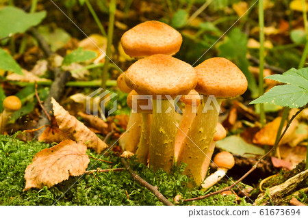 Mushrooms in the autumn forest after the rain 61673694