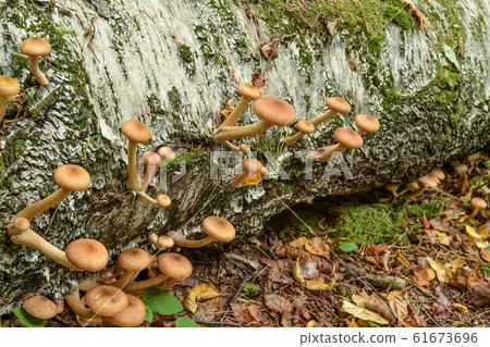 Mushrooms in the autumn forest after the rain Mushrooms in the autumn forest after the rain 61673696