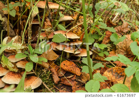 mushrooms honey agarics large among the grass in mushrooms honey agarics large among the grass in 61673697