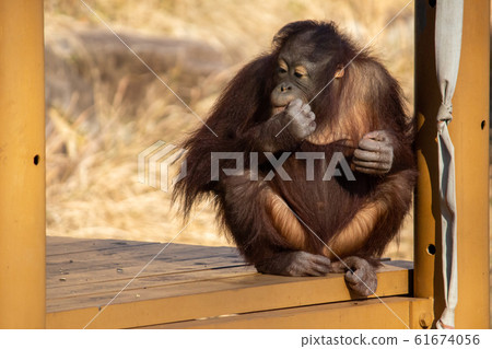 Orangutan Orangutan 61674056
