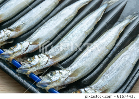 毛鱗魚 毛鱗魚 61674435