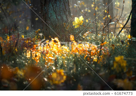 Beautiful nature background of autumn grass 61674773