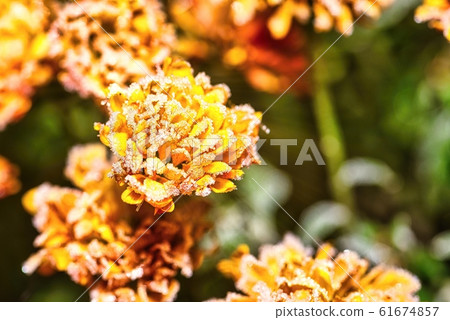 Detail of vibrant flower bloom full of frost Detail of vibrant flower bloom full of frost 61674857