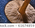 Detail of bottom part of mushroom head 61674859