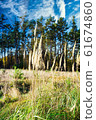 Dry grass on meadow in front of few trees in 61674860