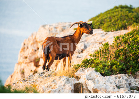Mountain goat near Portocolom, Mallorca Mountain goat near Portocolom, Mallorca 61675078