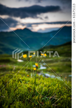 Focused Yellow Alpen Potentilla flowers, hills Focused Yellow Alpen Potentilla flowers, hills 61675113