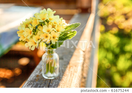 Easter concept. Bouquet of Primrose Primula with 61675244