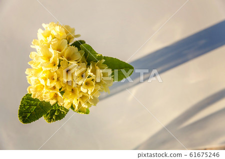 Easter concept. Bouquet of Primrose Primula with 61675246