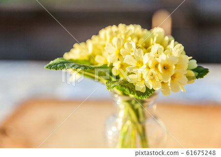 Easter concept. Bouquet of Primrose Primula with 61675248