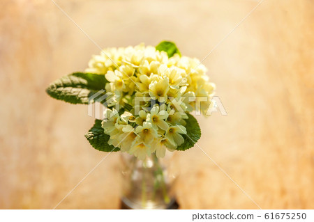 Easter concept. Bouquet of Primrose Primula with Easter concept. Bouquet of Primrose Primula with 61675250