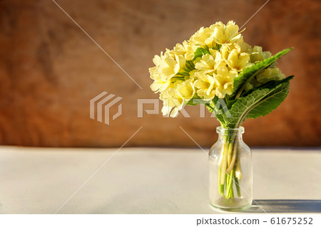 Easter concept. Bouquet of Primrose Primula with Easter concept. Bouquet of Primrose Primula with 61675252