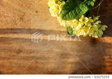 Easter concept. Primrose Primula with yellow 61675254