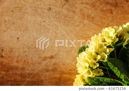 Easter concept. Primrose Primula with yellow 61675256