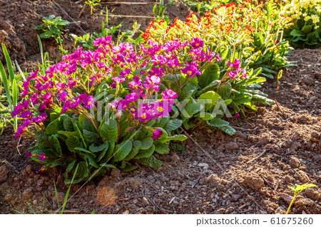 Primrose Primula blooming on flower bed. 61675260
