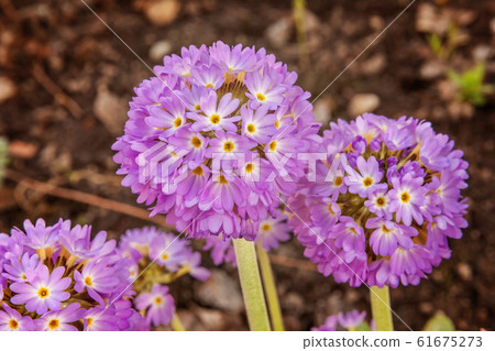 Primrose with violet flowers 61675273