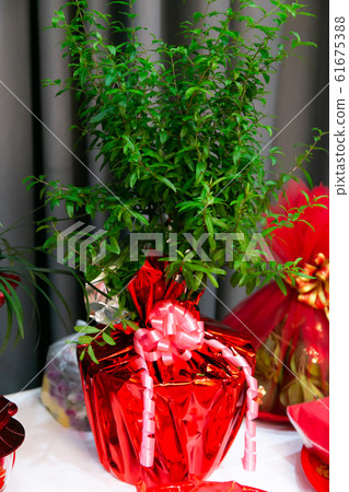Pomegranate (Chinese Apple) Tree in Chinese Wedding Ceremony Pomegranate (Chinese Apple) Tree in Chinese Wedding Ceremony 61675388