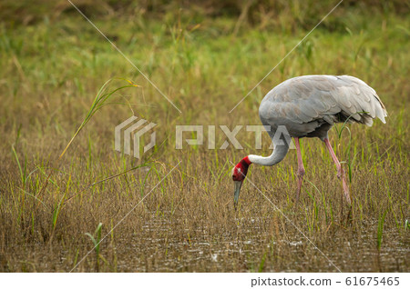 crane, bird, sarus crane 61675465