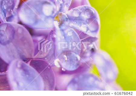 Beautiful smell violet purple lilac blossom Beautiful smell violet purple lilac blossom 61676042