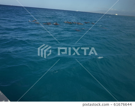 Wild dolphins_Oahu 61676644