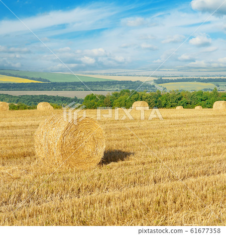 Straw bales on field after harvest 61677358