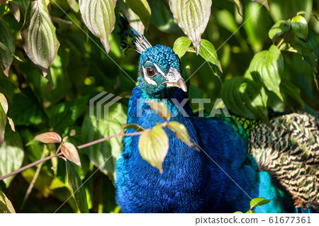 Indian Peacock or Blue Peacock, Pavo cristatus in Indian Peacock or Blue Peacock, Pavo cristatus in 61677361