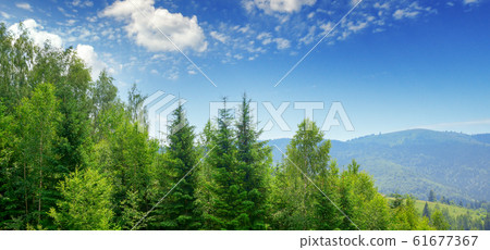 Evergreen fir trees in mountains Evergreen fir trees in mountains 61677367