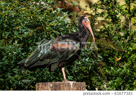 Northern Bald ibis, Geronticus eremita in the zoo Northern Bald ibis, Geronticus eremita in the zoo 61677381