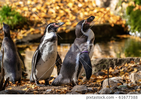 Humboldt Penguin, Spheniscus humboldti in the zoo 61677388