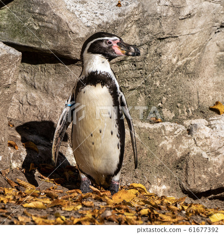 Humboldt Penguin, Spheniscus humboldti in the zoo 61677392