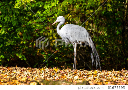 The Blue Crane, Grus paradisea, is an endangered 61677395