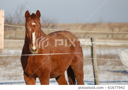 Horse on a farm Horse on a farm 61677942