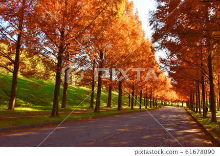 Metasequoia tree-lined street colored leaves Taiyogaoka Metasequoia tree-lined street colored leaves Taiyogaoka 61678090