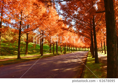 Metasequoia tree-lined street colored leaves Taiyogaoka Metasequoia tree-lined street colored leaves Taiyogaoka 61678095