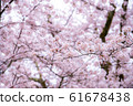 Cherry Blossom in spring with Soft focus, Sakura 61678438