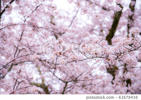 Cherry Blossom in spring with Soft focus, Sakura Cherry Blossom in spring with Soft focus, Sakura 61678438