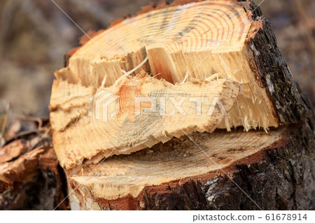 Kirikabu image 61678914