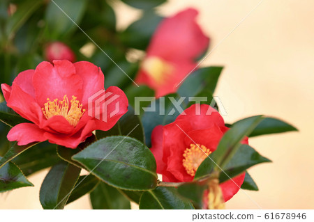 Camellia image 61678946