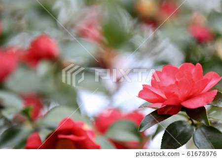 Camellia image 61678976