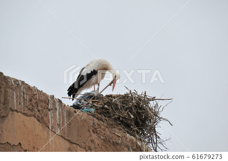 Morocco, Marrakesh, Djemaa el Fna Square, Stork Morocco, Marrakesh, Djemaa el Fna Square, Stork 61679273