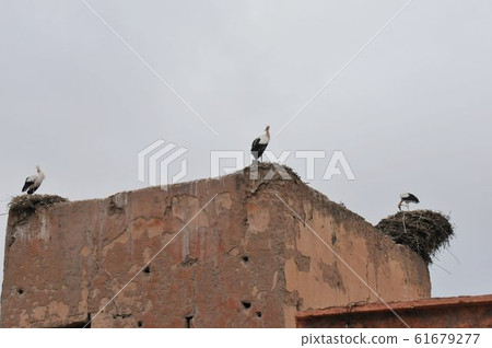 Morocco, Marrakesh, Djemaa el Fna Square, Stork Morocco, Marrakesh, Djemaa el Fna Square, Stork 61679277