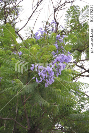 Moroccan, Marrakesh and Jacaranda flowers 61679283
