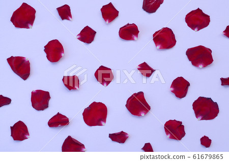 Dark red rose petals on pastel lilac background. 61679865