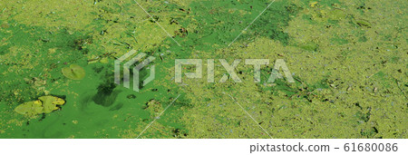 The surface of an old swamp covered with duckweed 61680086
