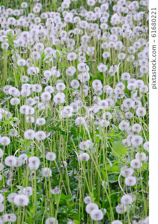 White fluffy dandelions flower in green field, White fluffy dandelions flower in green field, 61680221