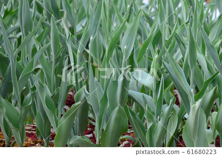 Lots of green stems from red tulips grow in a 61680223